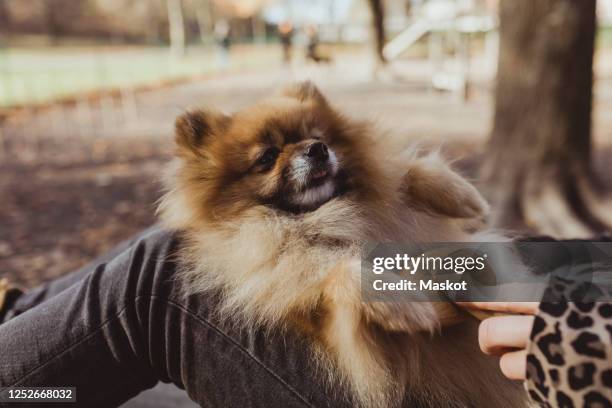 midsection of woman brushing fluffy pomeranian at park - tierbürste stock-fotos und bilder