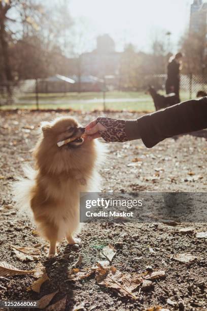 pomeranian biting on toy held by woman at park during sunny day - naughty nurse images stock-fotos und bilder