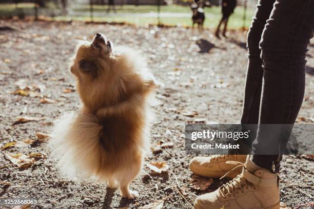 low section of woman standing by pomeranian rearing up at park on sunny day - naughty nurse images stock-fotos und bilder