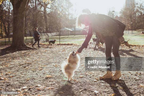 full length side view of woman playing with pomeranian dog at park - naughty nurse images stock-fotos und bilder