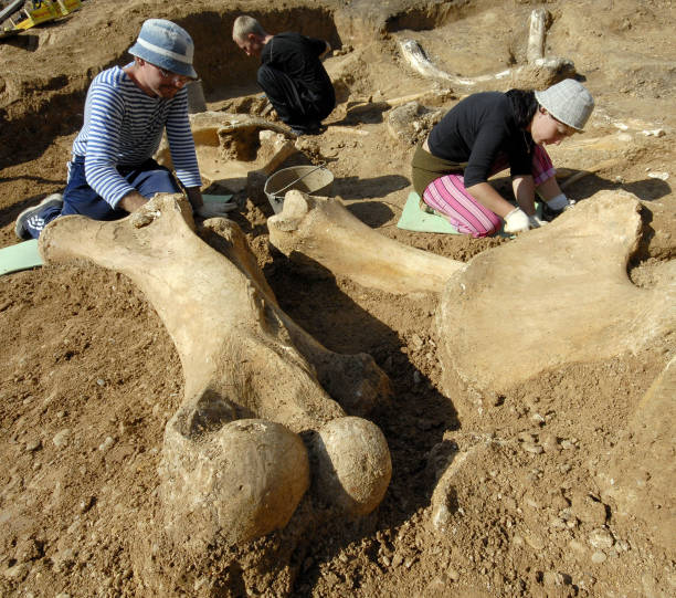 Paleontologists uncover the bones of a "Southern Elephant" in Stavropol, 27 September 2007. According to the scientists the Southern Elephant was an...