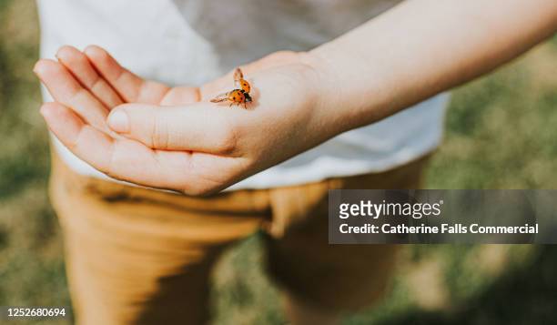 ladybird landing on a child's hand - parte del corpo animale foto e immagini stock