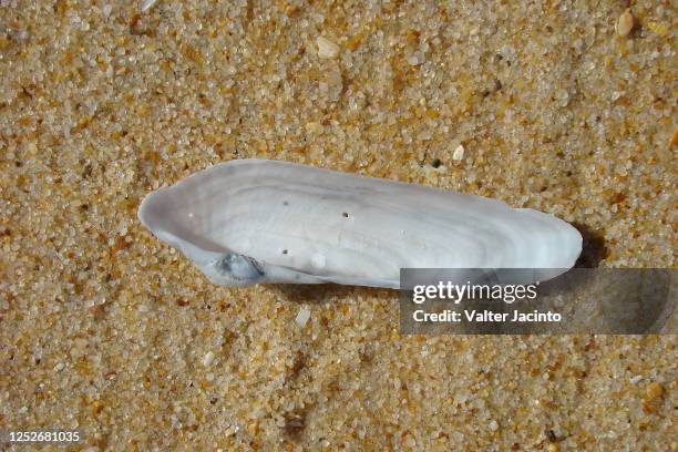 211 Piddock Stock Photos, High-Res Pictures, and Images - Getty Images