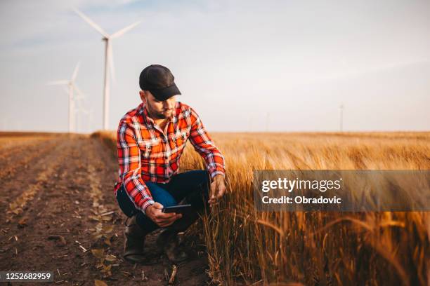 a farmer using a digital tablet in the field stock photo - young agronomist stock pictures, royalty-free photos & images