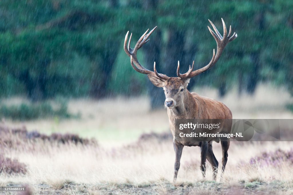 Veado vermelho macho com chifres grandes na chuva