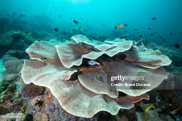 montipora delicatula plate coral - mushroom coral stock pictures, royalty-free photos & images