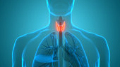 Human Body Glands Lobes of Thyroid Gland Anatomy