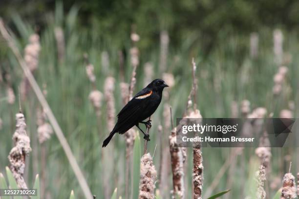 male red winged blackbird - herman bunch stock pictures, royalty-free photos & images