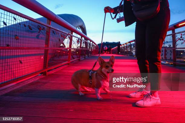 Pembroke Welsh Corgi dog , Queen's Elizabeth II favourite breed, is seen on Father Bernatek Footbridge over Vistula River which was illuminated ahead...