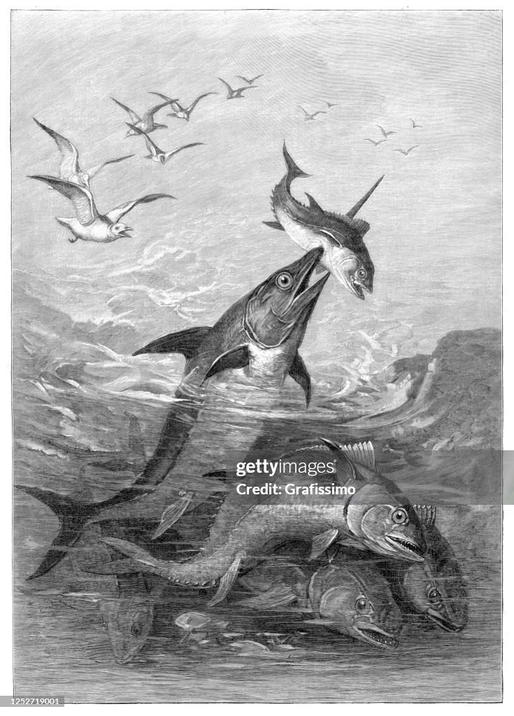 Swordfish killing tuna fish illustration 1901
