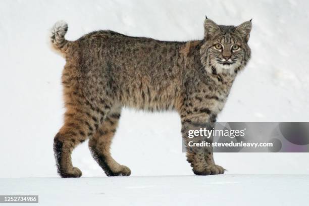 bobcat - bobcat stock pictures, royalty-free photos & images