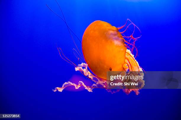 15 Infauna Stock Photos, High-Res Pictures, and Images - Getty Images