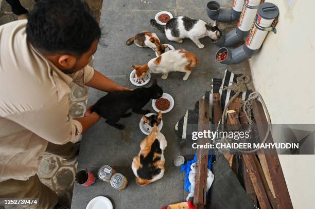 Volunteer feeds stray cats before providing health treatment at a market place in Banda Aceh on May 5, 2023.