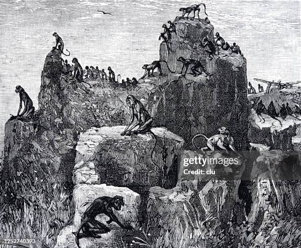 wild monkeys on the rocks - large group of animals stock illustrations
