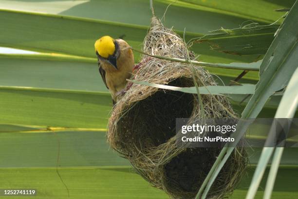 Baya weaver bird builds a nest in a tree in Nagaon district of Assam, India on May 6 ,2023 .
