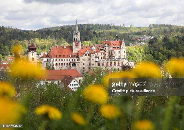 May 2023, Baden-Württemberg, Sigmaringen: View through a meadow with blooming dandelions to Sigmaringen Castle, also called Hohenzollern Castle....