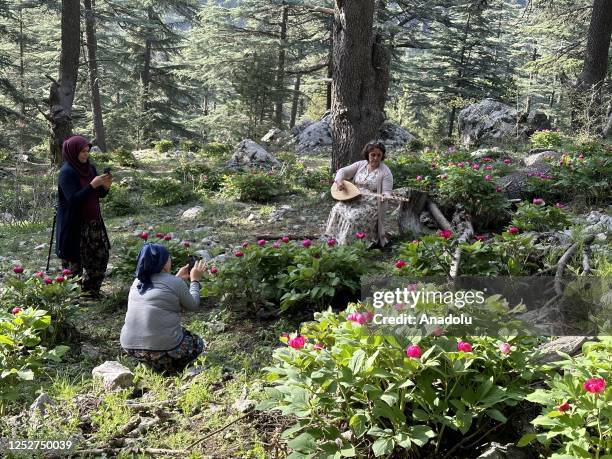 Women take photos of the Paeonia Turcica flowers, native to Anatolia, known as "Yoruk Rose", "Bear Rose" and "Forest Rose", blooming only 10 days a...