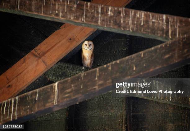 north american barn owl. - gufo foto e immagini stock