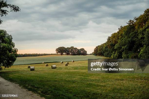 heuballen auf der grünen wiese bei sonnenuntergang - heuballen stock-fotos und bilder