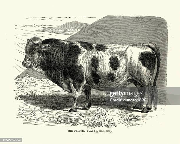fribourgeoise (freiburger) bull, extinct breed of domestic cattle - fribourg city switzerland stock illustrations