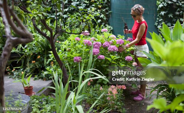 woman in her backyard, cutting hydrangea - hydrangea lifestyle stockfoto's en -beelden