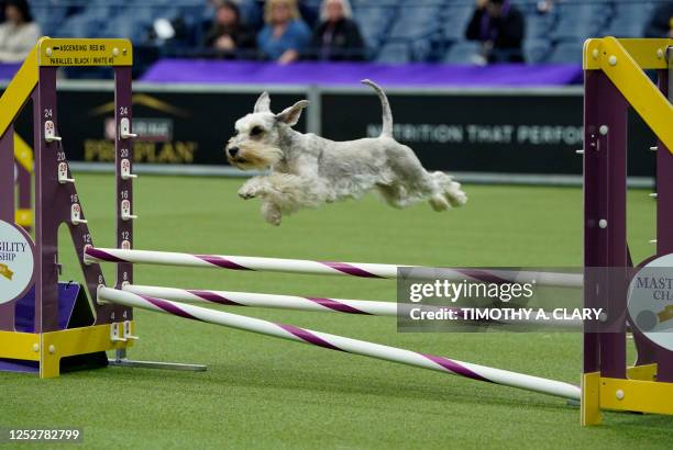 Dog participates in the 10th Anniversary Masters Agility Championship during the Annual Westminster Kennel Club Dog Show at the Arthur Ashe Stadium...