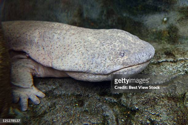 chinese giant salamander - salamandra fotografías e imágenes de stock