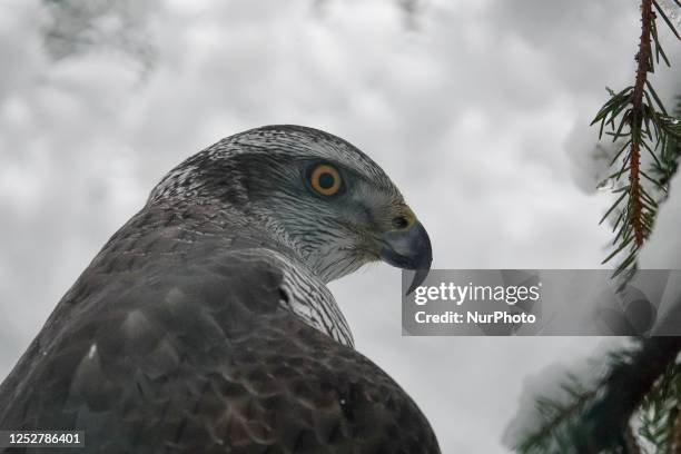 Northern Goshawk at Ranua Wildlife Park. The park is a zoo and a holiday resort that opened in 1983 in the municipality of Ranua, Lapland, Finland....