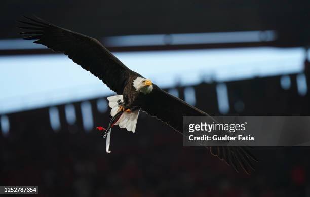 Benfica Eagle Vitoria flies before the start of the Liga Portugal Bwin match between SL Benfica and SC Braga at Estadio da Luz on May 6, 2023 in...