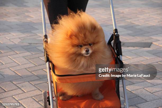 fluffy dog in a stroller - vervellen stockfoto's en -beelden