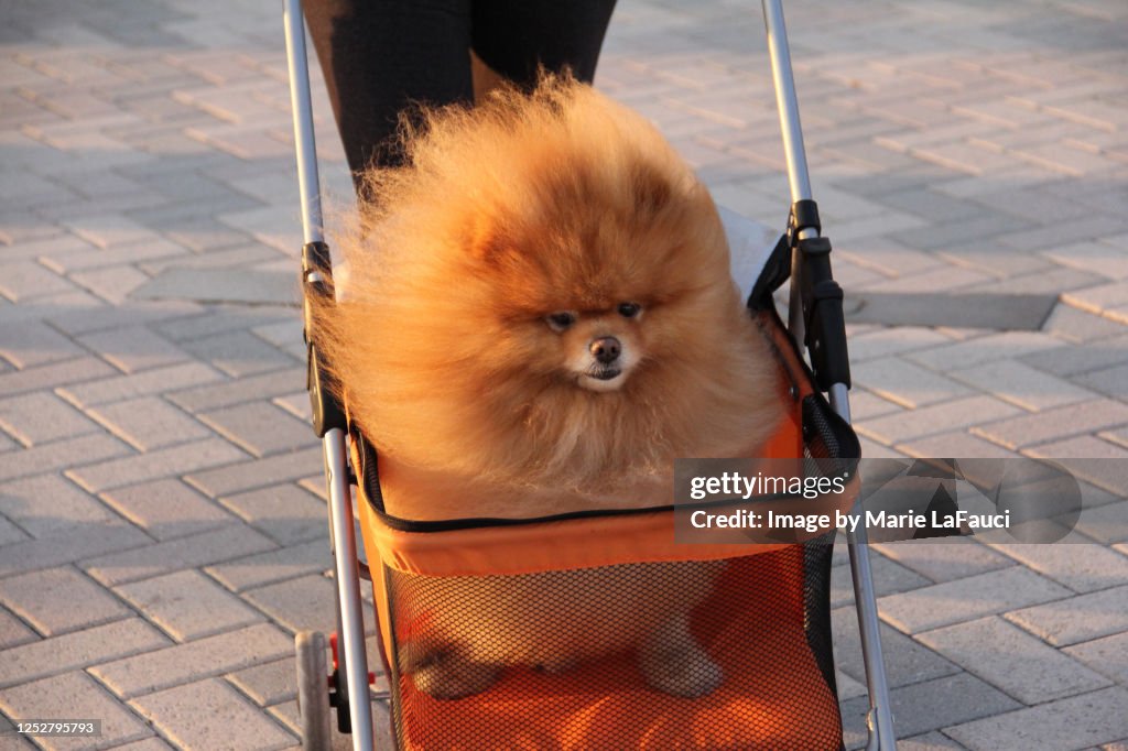 Fluffy dog in a stroller