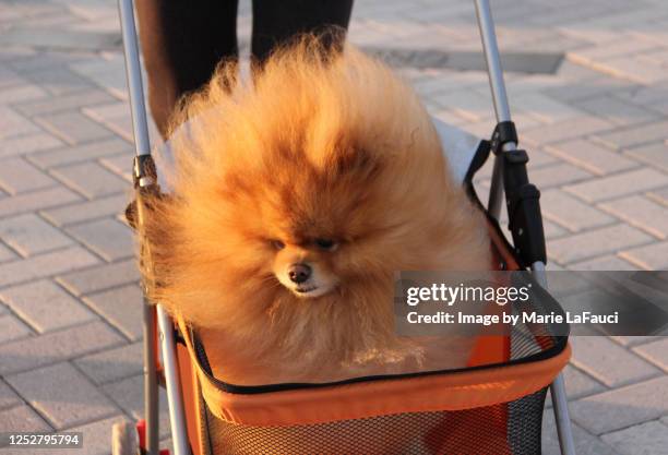 close-up of a fluffy dog in a stroller - celebrities and their tiny dogs stockfoto's en -beelden