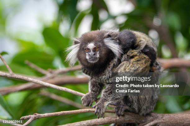 monkey mon and her three monkey cubs - leonardo costa farias - fotografias e filmes do acervo