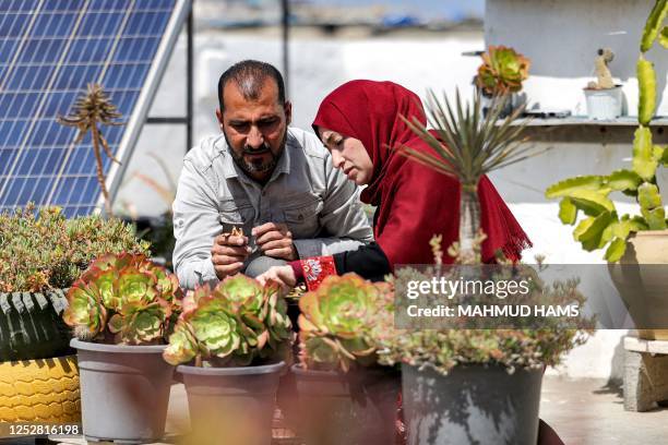 In this picture taken on March 29 Salama Badwan, a 40-year-old Palestinian man, and his wife Alaa tend to Aloe Vera plants grown on their roof to be...