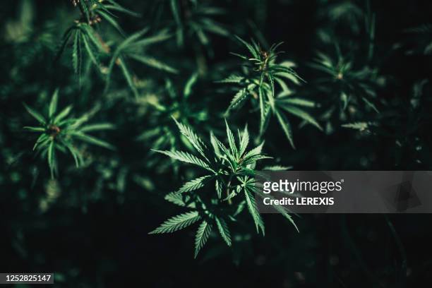 cannabis plant for medicinal purposes - cannabis oil fotografías e imágenes de stock