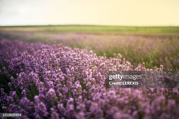 lavender field in summer - lavendelfeld stock-fotos und bilder