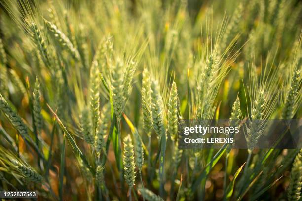 green wheat field - wheat field close up stock pictures, royalty-free photos & images