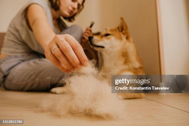 when a dog lives at home - combing ストックフォトと画像