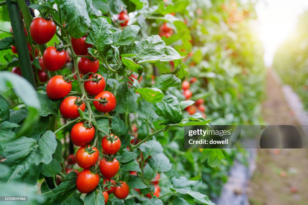 Well growing tomatos in green house