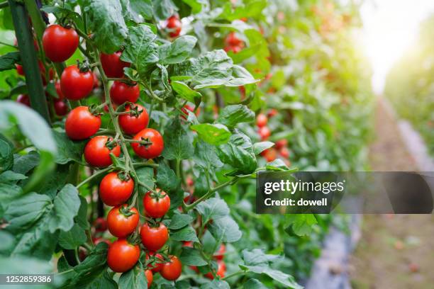 well growing tomatos in green house - tamato photos et images de collection