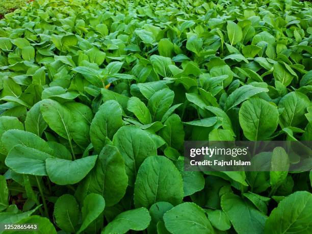 green mustard - mustard plant stock pictures, royalty-free photos & images