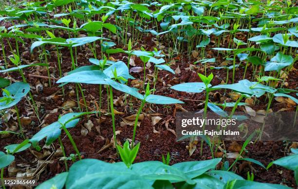 groundnut tree leaves - peanut crop stock pictures, royalty-free photos & images