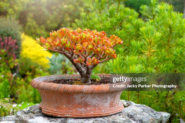 crassulata ovata 'sunset' an evergreen succulent subshrub in a vintage terracotta pot - money tree stock pictures, royalty-free photos & images