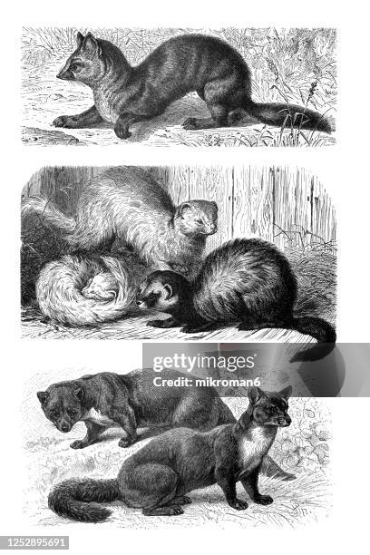 old engraved illustration of carnivorous animal. - mustela putorius furo stock pictures, royalty-free photos & images