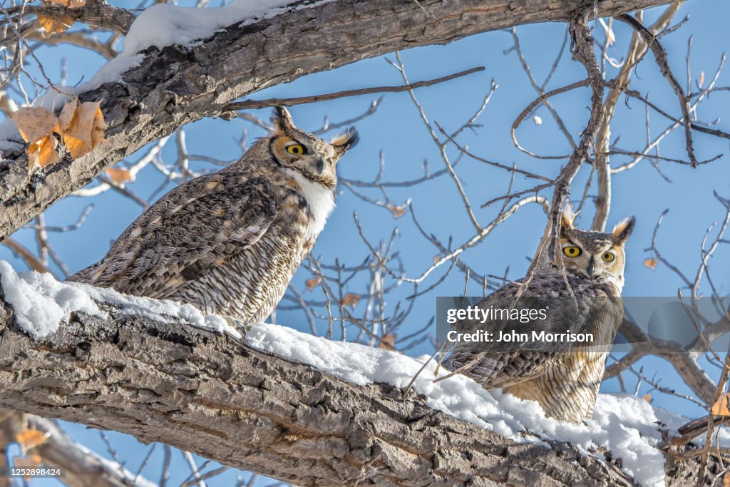 Great Horned Owls looking around on its perch in snow
