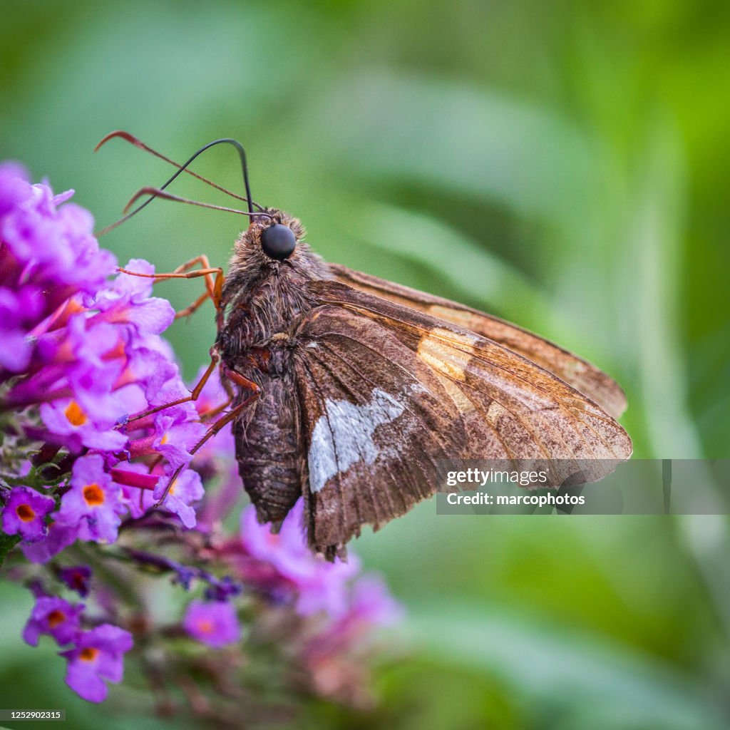 The silver-spotted hesperia (Epargyreus clarus). Silverspotted skipper.