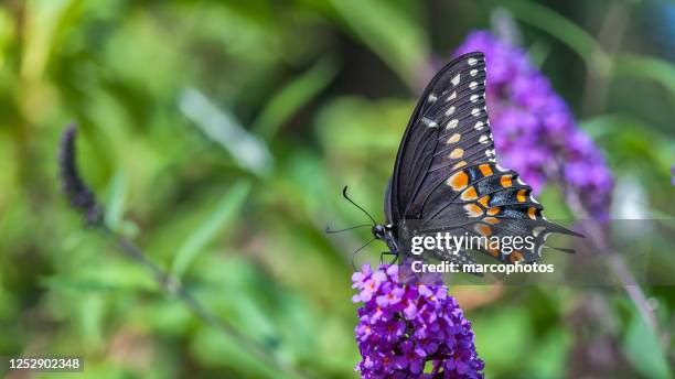 mariposa de apio (papilio polixenes). cola de golondrina negra. - black swallowtail butterfly fotografías e imágenes de stock