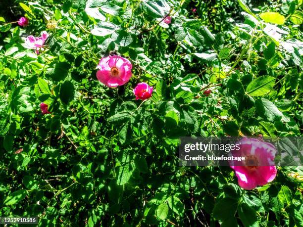 Wild Roses Colorado Mount Rosa (Colorado) Photos and Premium High Res Pictures - Getty Images