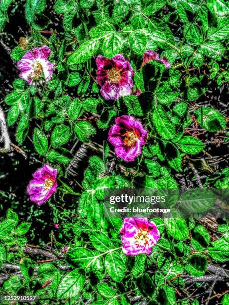 Wild Roses Colorado Mount Rosa (Colorado) Photos and Premium High Res Pictures - Getty Images