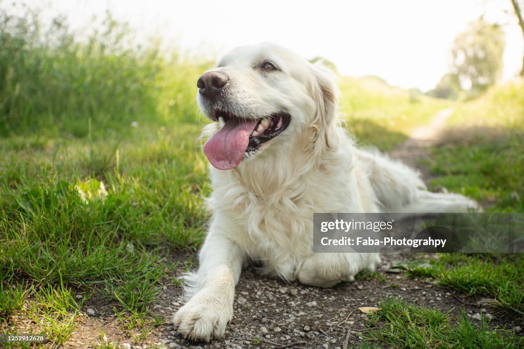 Golden Retriever Puppy